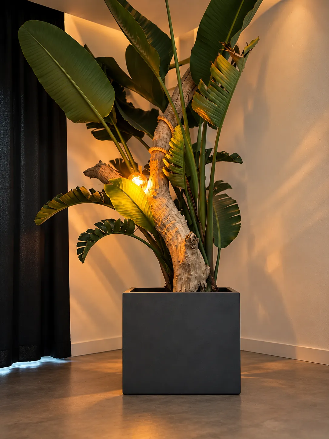 Plante d'intérieur et bois flotté dans le salon Oihan Barber